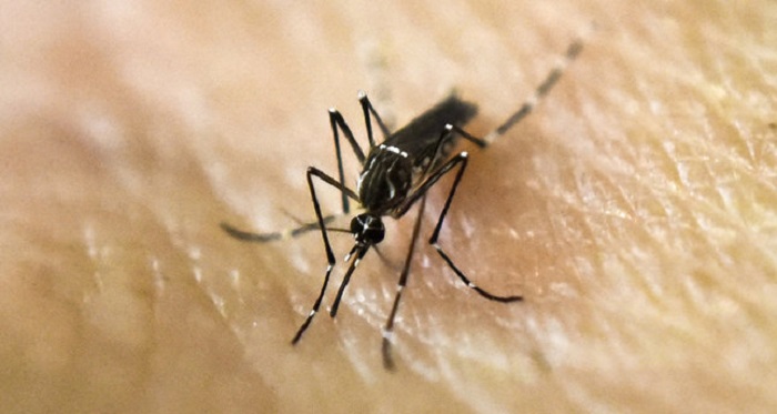 Bacteria blocks mosquitoes from transmitting Zika